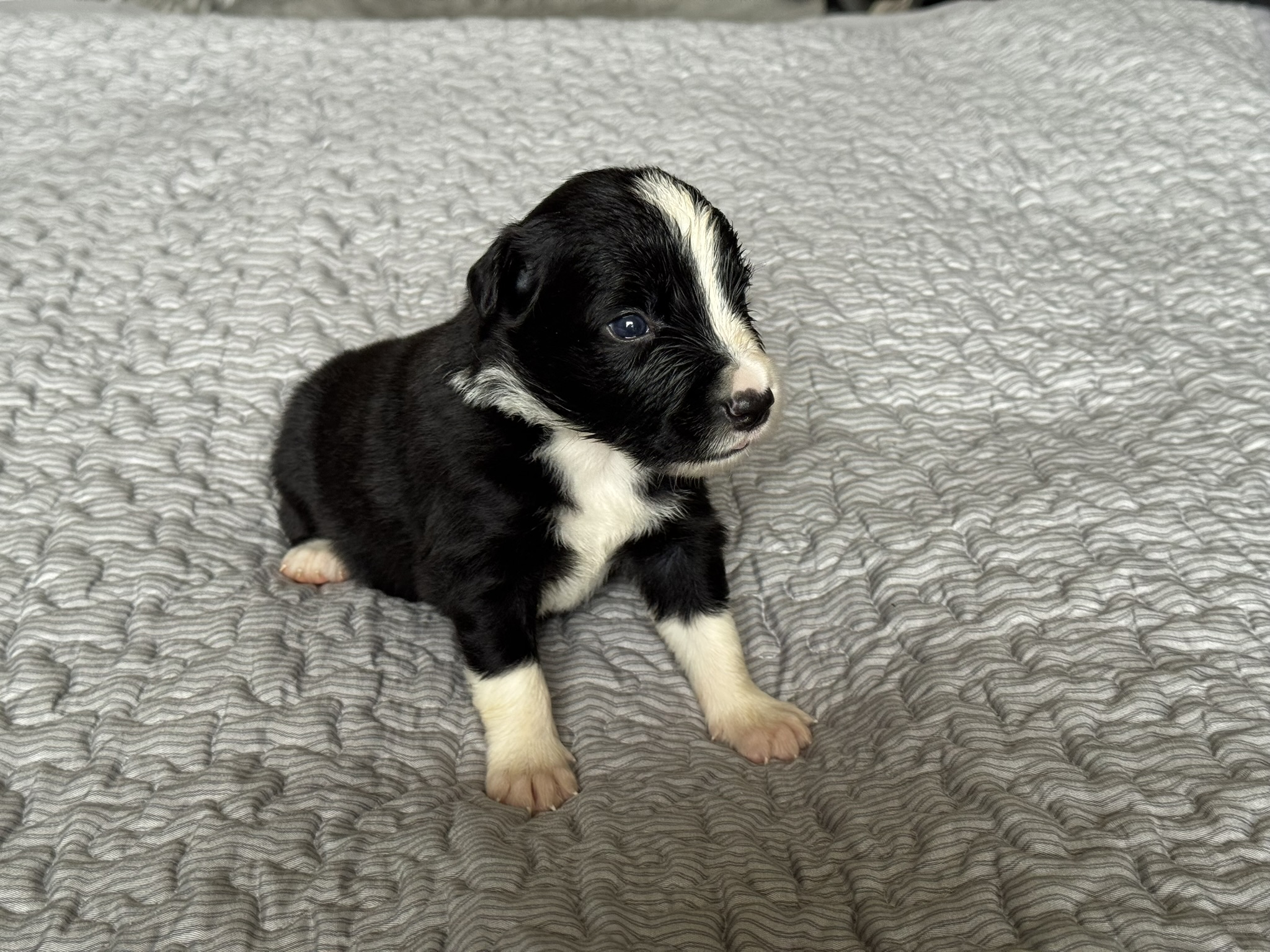 Casper