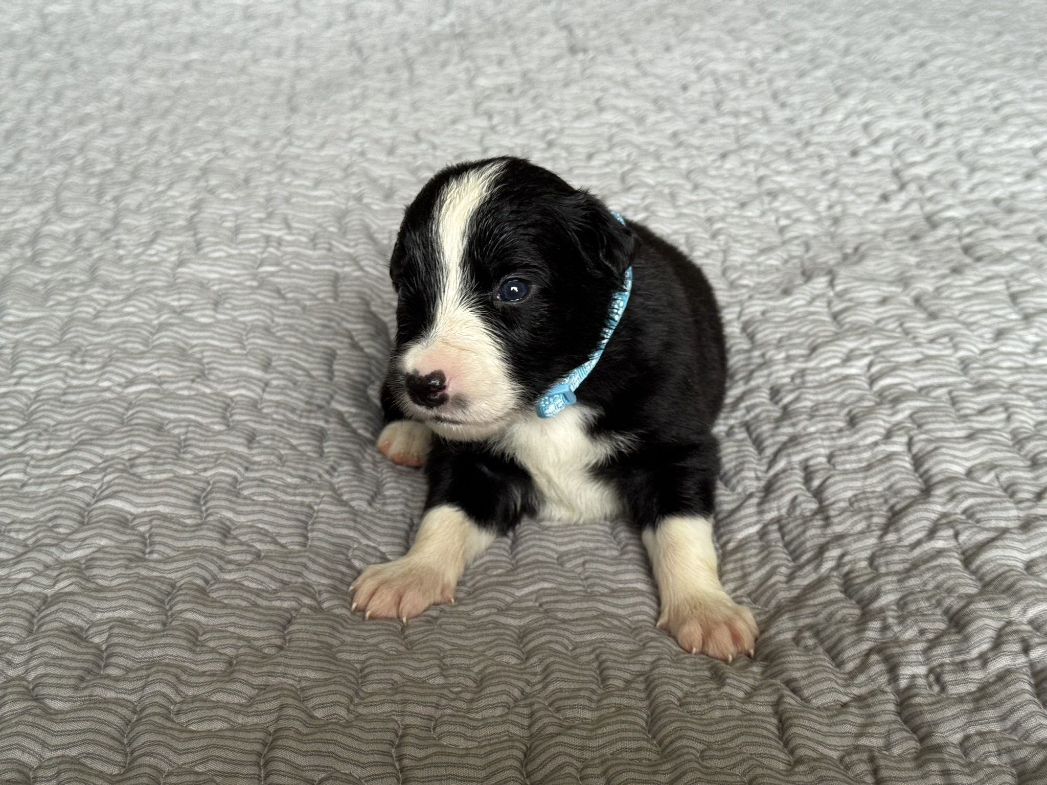 Casper